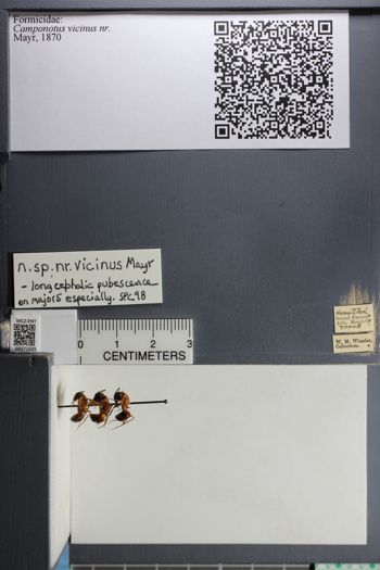 Media type: image;   Entomology 571635